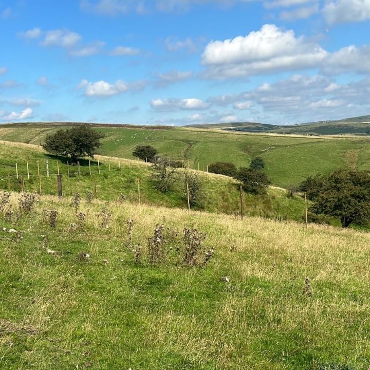 Deer Fencing